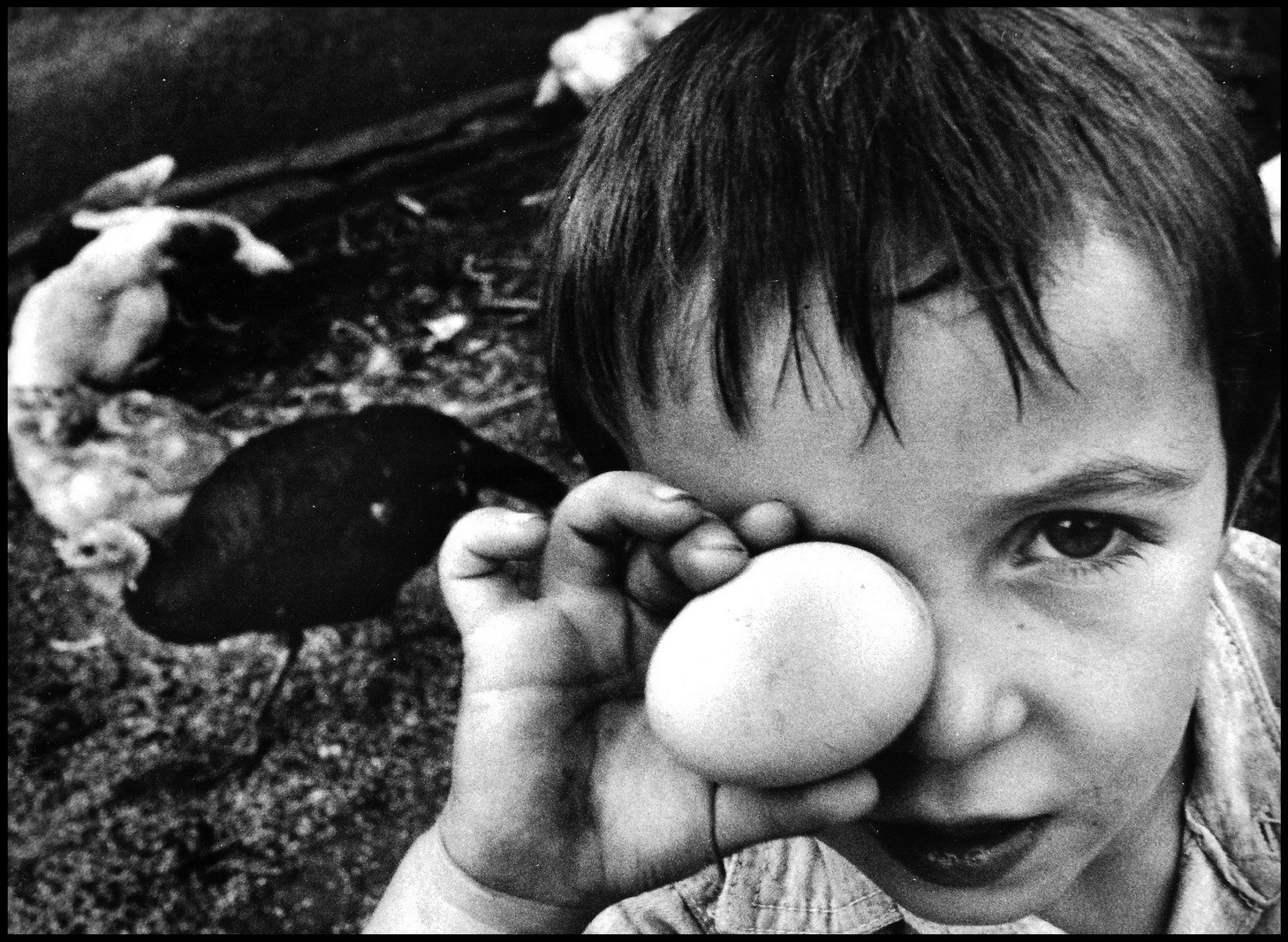 Simon, dans le poulailler.