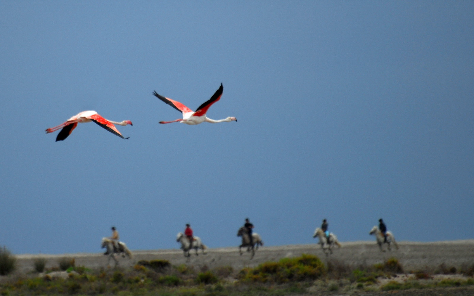 La Camargue, près des Saintes Marie de la Mer aout 2006.